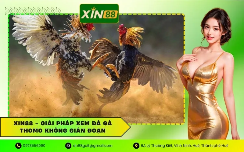 Xin88 - Giải pháp xem đá gà Thomo không gián đoạn